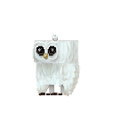 Snowy Owl